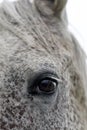 Horse`s eye, horse portrait. Horse`s eye, horse portrait Royalty Free Stock Photo