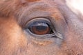 Horse's eye. Royalty Free Stock Photo