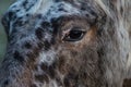 Horse`s Eye Staring Royalty Free Stock Photo