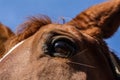 The horse`s eyes - Horse portrait