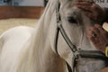 A horse`s eyes, horse.Photo of a pet close-up.