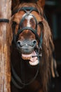 A horse's grin close up. The horse neighs or laughs and shows its teeth. Royalty Free Stock Photo