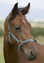 Horse's head Royalty Free Stock Photo