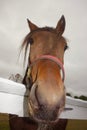 Horse`s head, close up, straight on, humorous Royalty Free Stock Photo