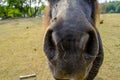 A Horse's Head Full of Flies Royalty Free Stock Photo