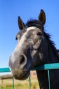 Horse\'s head peered over iron fence. Royalty Free Stock Photo