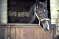 The horse\'s head in the stable is sticking out of the stall