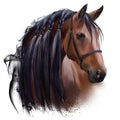 The horse`s head. Watercolor drawing