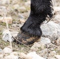 The horse`s hooves on the nature in the winter Royalty Free Stock Photo