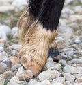The horse`s hooves on the nature in the winter Royalty Free Stock Photo