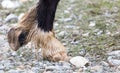 The horse`s hooves on the nature in the winter Royalty Free Stock Photo