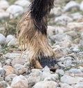 The horse`s hooves on the nature in the winter Royalty Free Stock Photo