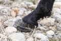 The horse`s hooves on the nature in the winter Royalty Free Stock Photo