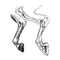 Horse`s leg, drawing with a pen on a white background