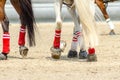 horse's legs during a horseball macht Royalty Free Stock Photo