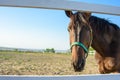 The horse`s muzzle close-up, the horse alone walks along the paddock