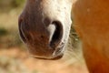 Horse's nostrils