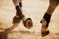 The horse\'s shod hooves tread on the sand, raising dust on a sunny day. Equestrian sports Royalty Free Stock Photo