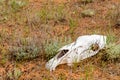 The horse`s skull