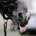 Horse`s tongue while bathing. Royalty Free Stock Photo