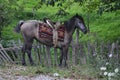 Horse with saddle Royalty Free Stock Photo