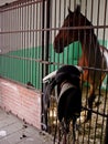 Horse and saddle in stable Royalty Free Stock Photo