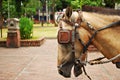 Horse Saddled and with Blinds Royalty Free Stock Photo