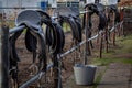 Horse saddles hanging in row on the stable fence. Royalty Free Stock Photo