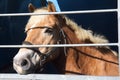 Horse for sale Royalty Free Stock Photo