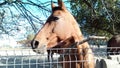 Horse, sammer, joy, friend.