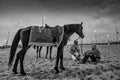 Horse and Saudi Horse rider on traditional desert safari festival on abqaiq Saudi Arabia