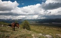 Horse in Sayan mountains