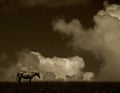 Horse Scenic - sepia