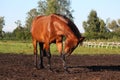 Horse scratching itself Royalty Free Stock Photo