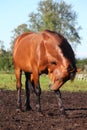 Horse scratching itself Royalty Free Stock Photo