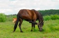 The horse is scratching itself on the pasture Royalty Free Stock Photo