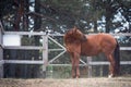 Horse scratching itself with teeth in paddock