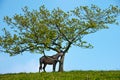 Horse scratching under a tree Royalty Free Stock Photo