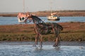 The Horse Sculpture in Water at Wells-next-the-sea II