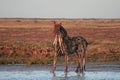 The Horse Sculpture in Water at Wells-next-the-sea