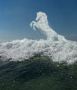 Horse from sea foam Royalty Free Stock Photo