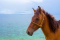 Horse and seaview. Travel photo. Brown horse head closeup. Lovely farm animal.