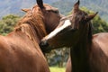 Horse seduction