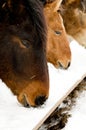 Horse seek food Royalty Free Stock Photo