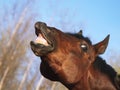 Horse with a sense of humor