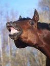 Horse with a sense of humor