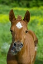 Horse with a sense of humor.