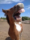 Horse with sense of humor.the horse neighs, a little cheerful foal, good teeth