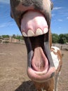 Horse with a sense of humor.the horse neighs, a little cheerful foal, good teeth Royalty Free Stock Photo