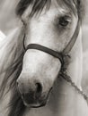 Horse in sepia Royalty Free Stock Photo